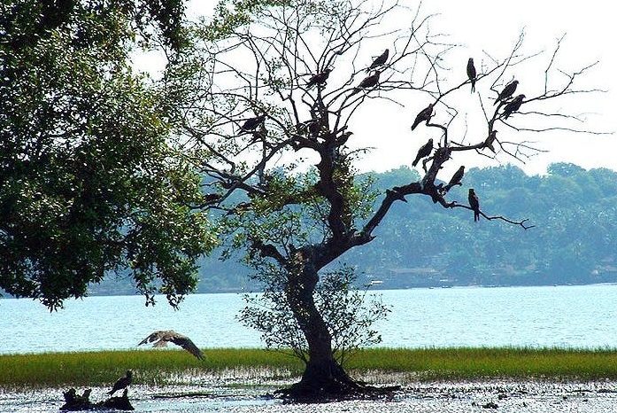 Dr. Salim Ali Bird Sanctuary